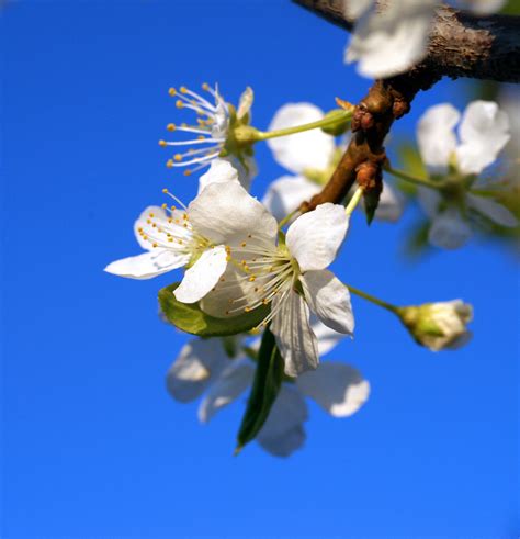 Free Images Tree Nature Blossom Sunlight Leaf Flower Petal