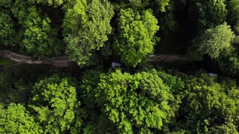 Aerial Top View Forest By Andrewnikolenko Videohive