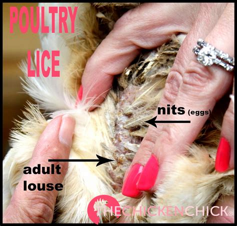 Poultry Lice And Mites Identification And Treatment The Chicken Chick