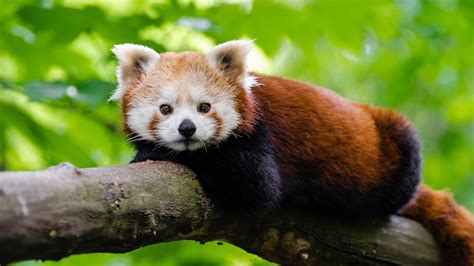 Red Pandas Vs Giant Pandas Animal Facts Love Nature Youtube