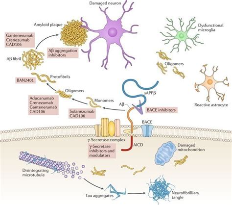 A Critical Appraisal Of Amyloid β Targeting Therapies For Alzheimer Disease