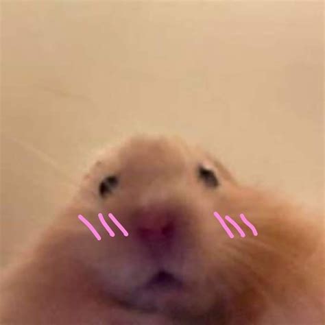 Ghim Của Ellie 🫧 Trên Lol Chuột Hamster Hamster Meme động Vật