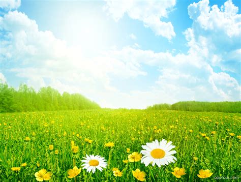 Free Download Spring Meadow Wallpaper Download Field Hd Wallpaper
