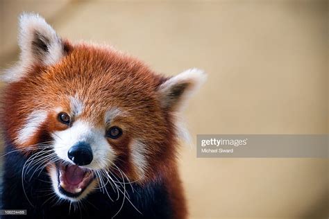 Red Panda High Res Stock Photo Getty Images