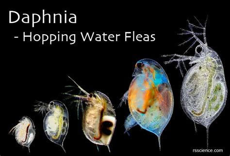 Daphnia Biology Classification Characteristics And Reproduction