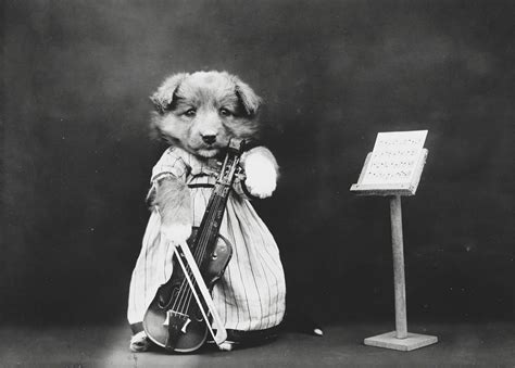 Pre Lolcat 13 Adorable Vintage Dogs In Costume Rover Blog