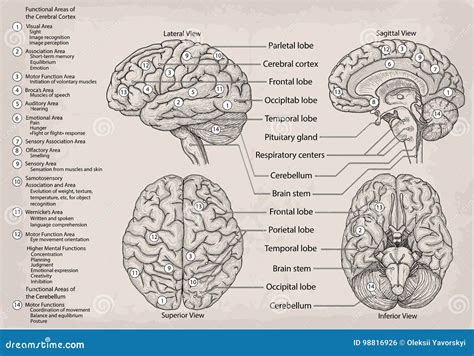 Diagramma Anatomico Di Cervello Umano Medicina Illustrazione Di