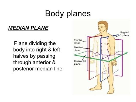 General Anatomy 17 01 2011