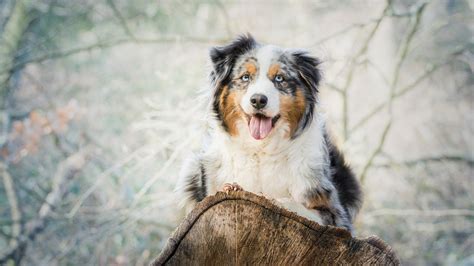 The australian shepherd is not really an australian breed, but came to america by way of american shepherds naturally dubbed these dogs australian shepherds because that was their. Australian Shepherd Aussie Dog Spotted Lying [1920x1080 ...