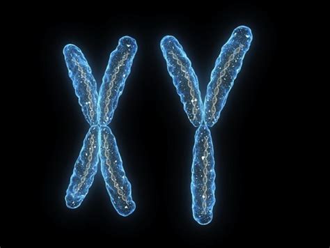 Are Y Chromosomes And Men Really On Road To Extinction Genetic