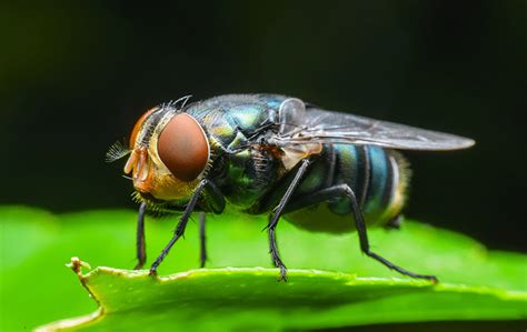 Fly Identification A Guide To The Types Of Flies In Jacksonville Fl