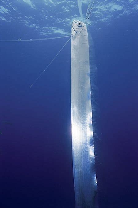 Oarfish The Longest Fish In The World Amusing Planet
