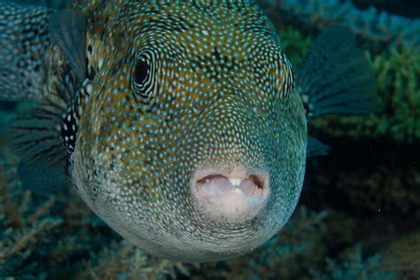 Blue Spotted Pufferfish Flickr Photo Sharing