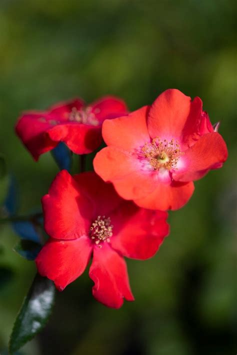 Rosa Flower Carpet Sunset Anddeseoand S Rosesrhs Gardening
