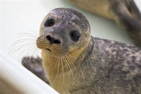 Breed Rescue Protect Sea Life Hunstanton Aquarium
