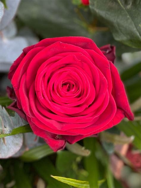 Red Naomi Roses Buy Online Or Call 0121 616 6182