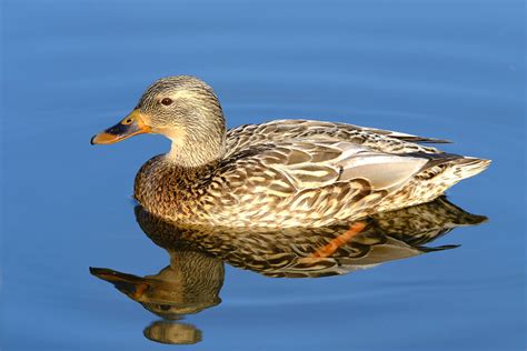 A Gorgeous Female Mallard Duck — Brenda Johima Vancouver Island