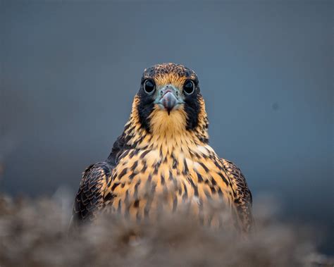 Peregrine falcon hanging out in the South Bay, CA... too much bokeh? : photocritique