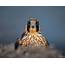 Peregrine Falcon Hanging Out In The South Bay CA Too Much Bokeh 