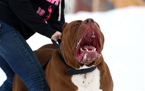 Meet Hulk The World S Largest Pit Bull Who Keeps On Growing