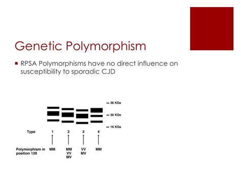 Ppt Prions Genetic Polymorphism Susceptibility Powerpoint