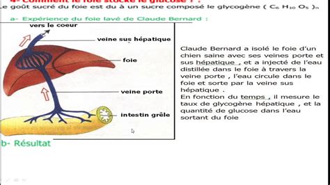 1 Bac S Ex Communication Hormonale YouTube