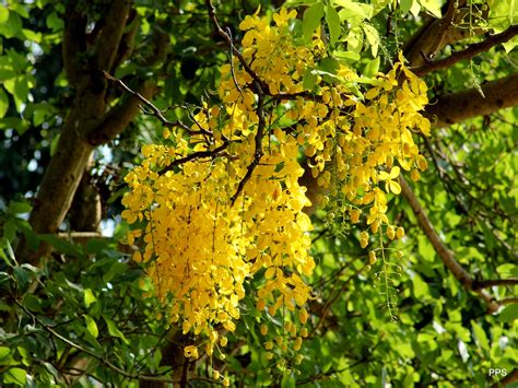 Kani Konna Flower By Saravanan Padmanabha Pillai Photo 80636563 500px