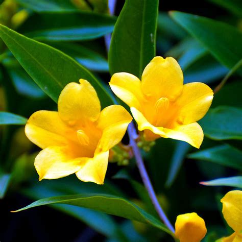 South Carolina State Flower Yellow Jessamine