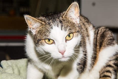 Katzen suchen Zuhause - Vorarlberger Nachrichten | VN.at