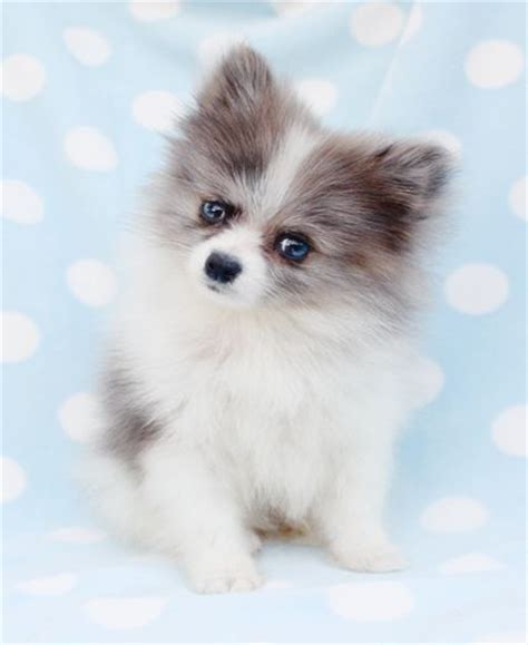 Teacups, puppies & boutique® specializes in teacup & toy puppies since 1999! Teacup Pomeranian - looks like a Pomsky - Balto | Teacups! :) :) | Pinterest | Teacup pomeranian ...