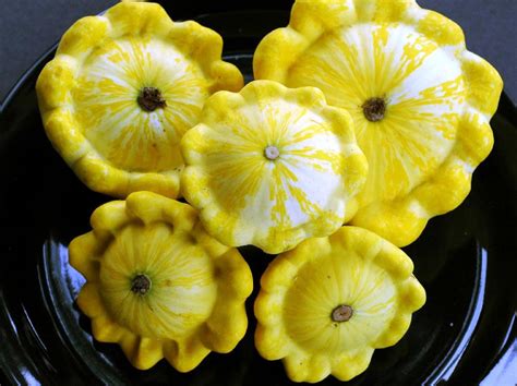 Golden Bush Scallop Summer Squash 3 G Southern Exposure Seed