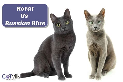Korat Vs Russian Blue What Is The Main Difference