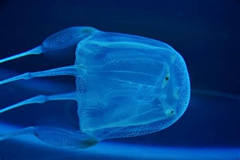 Box Jellyfish Animal Facts A Z Animals