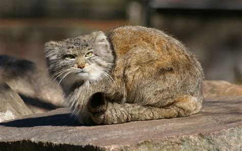 Pallass Wild Cat Full Hd Wallpaper And Background 1920x1200 Id410654