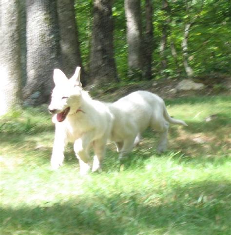 White German Shepherd Puppies 12 Weeks Old 8 Gunther White German