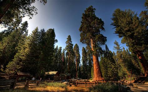 Sequoia National Park Wallpapers High Quality Download Free