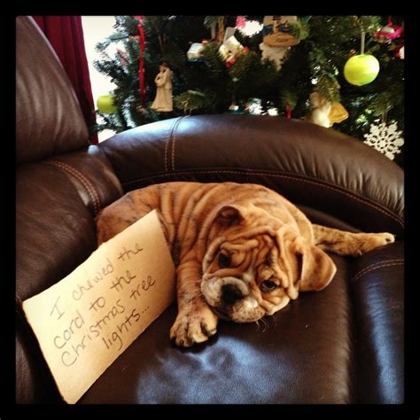 86 Best Images About Dog Shaming At Its Best On Pinterest