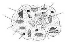 Very useful if you want to learn more about what we are studying, or a different view point. plant and animal cells not labeled - Google Search | 6th ...