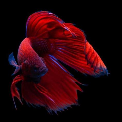 Types Of Siamese Fighting Fish With Pictures