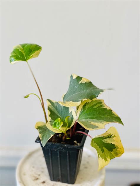 Variegated Algerian Ivy English Ivy Live Plants In A 2 Etsy
