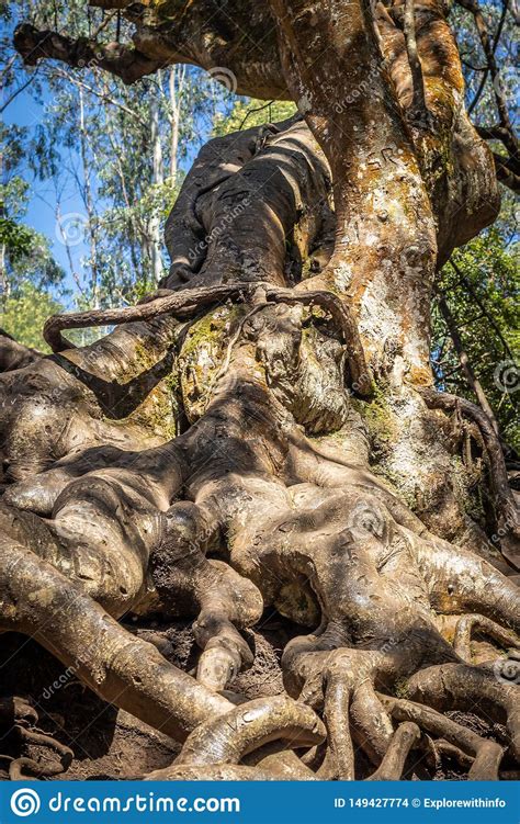 뿌리깊은 나무 / ppurigipeun namu. Tree Roots Deep Into The Earth Stock Photo - Image of ...