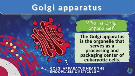 Golgi Apparatus Definition And Examples Biology Online Dictionary