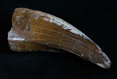 360 T Rex Tooth Excellent Preservation For Sale 5941
