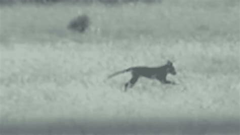 Grainy Footage Fuels Rumor That Extinct Tasmanian Tiger Lives On