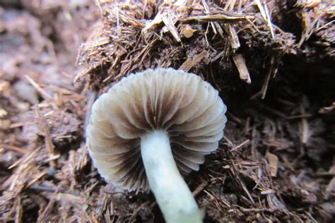 Psilocybe Natalensis Growing Potency And Benefits