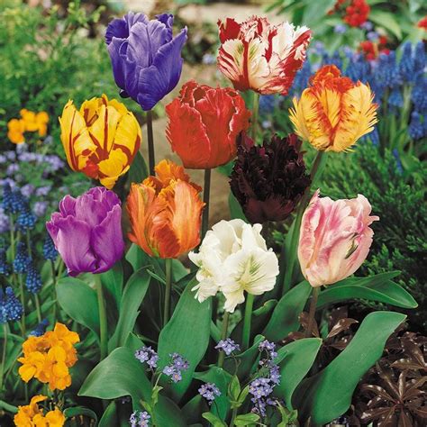 Buy Parrot Tulip Bulbs Online J Parkers Dutch Bulbs J Parkers1000 ×