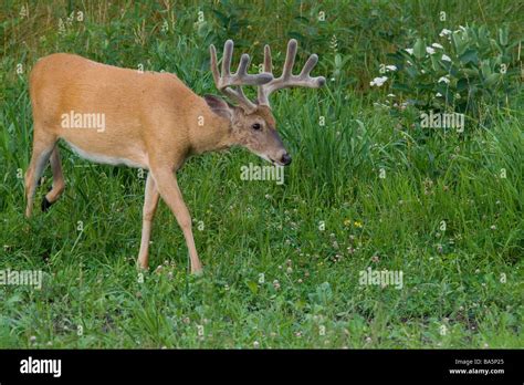 White Tailed Buck Walking In A Summer Field Stock Photo Alamy