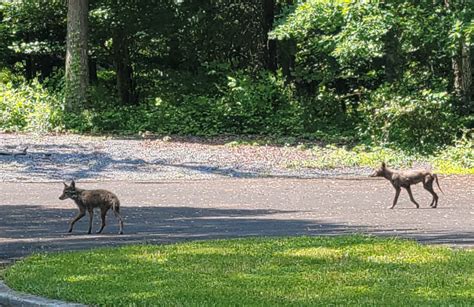 Backyard Nature The Scoop On Coyote And Fox Poop Forest Hills