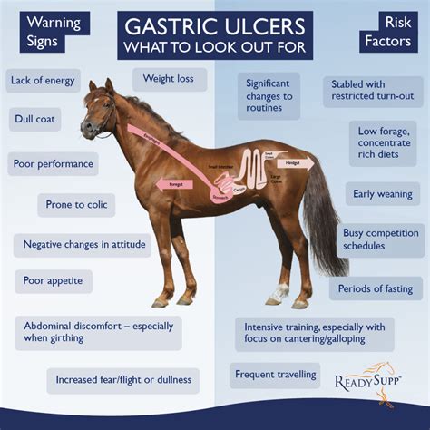 Equine Gastric Ulcer Syndrome Readysupp Blog