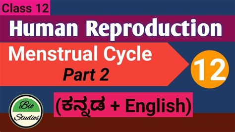 Class 12 Human Reproduction 12 Menstrual Cycle Part 2 Youtube